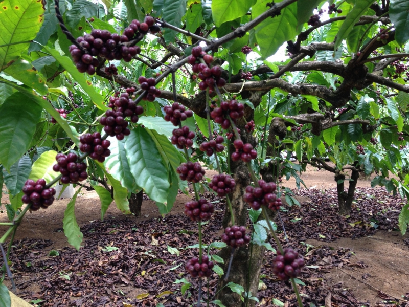 Những khái niệm "công nghiệp", "bán công nghiệp","bền vững","sạch", "hữu cơ" liên quan đến cà phê